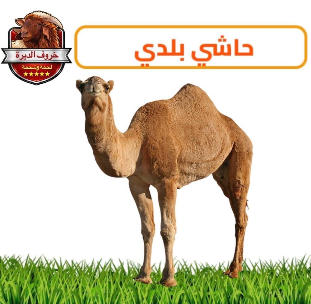حاشي بلدي كامل – 70-75 كيلو