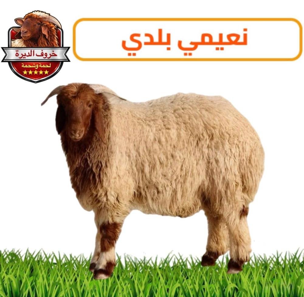 نعيمي بلدي صغير – 12-13 كيلو