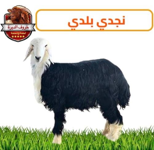 نجدي بلدي صغير – 13-14 كيلو