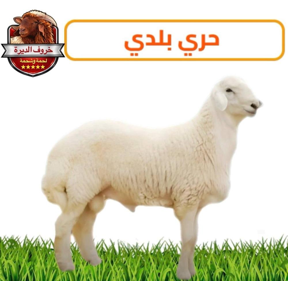 حري بلدي هرفي صغير – 11-13 كيلو