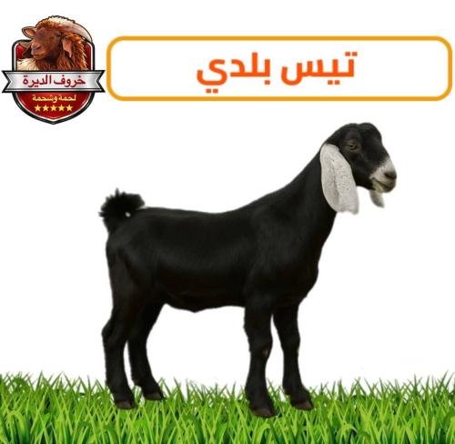 تيس بلدي عارضي طيب – 12-13 كيلو