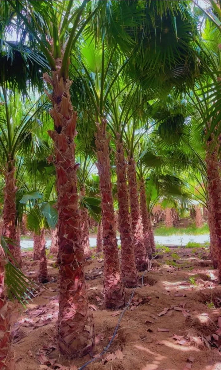 صورة مزرعة النخيل – زراعة وبيع جميع أنواع النخيل في الرياض وجميع أنحاء المملكة